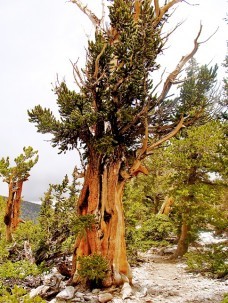 Bristlecone pines, such as this over 1,000-year-old tree in the Great Basin National Park, contributed to the tree ring record on El Niño. Photo: Gisela Speidel, IPRC