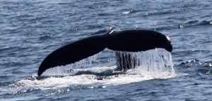 humpback fluke 300x144.jpg