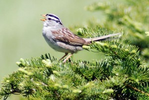 More shrubs and an earlier spring may benefit the White-crowned Sparrow. Credit: John Wingfield, University of California at Davis.