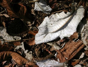 RockCreekBigleafLeafFruit5 300x228.jpg