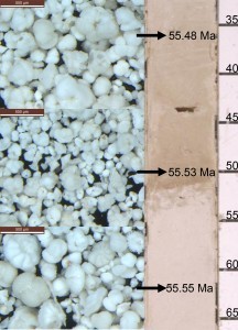 A core section shows shells of foraminifera, and reduced carbonate preservation, at the Paleocene-Eocene Thermal Maximum. During the period, researchers believe up to half of deep-sea benthic foraminifer species suffered extinction. Photo: Laura Fost
