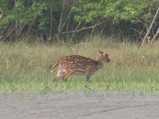 Spotted Deer.jpg