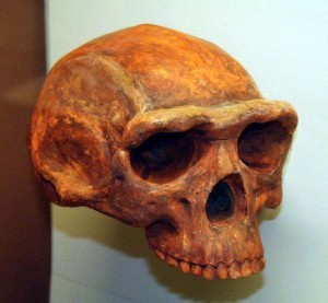 Homo erectus skull