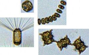 Diatoms cast261 300x184.jpg