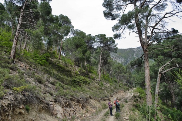 Artvin forest 3 600x401.jpg