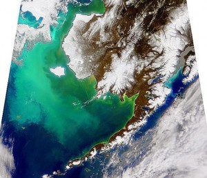beringsea bloom 25Apr98 300x258.jpg