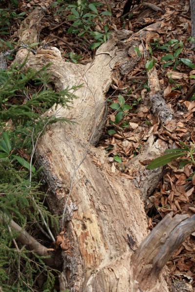 MurgulDeadOakLog 400x600.jpg