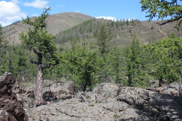 02 oldtrees lava 600x400.jpg