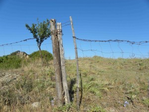 Fences protect crops.