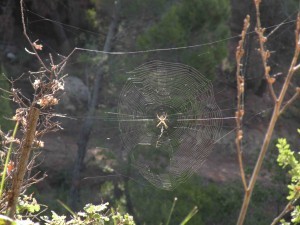 A spider spins an elaborate web.