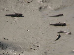 mudskippers 300x225.jpg