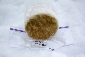 The algae-filled bottom section of an ice core, ready to return to the lab.