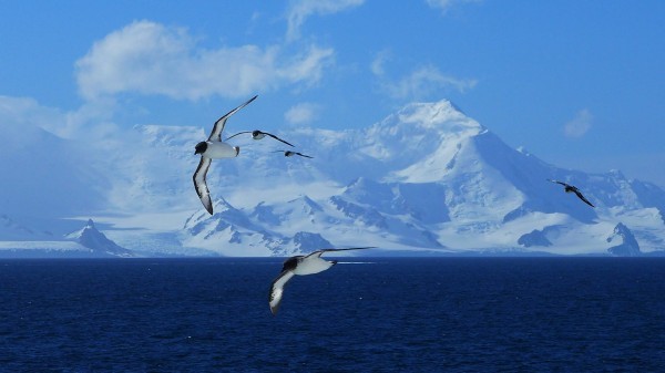 Cape Petral circle in front of the South Shetland Islands, Antarctica. (Photo M. Turrin) 