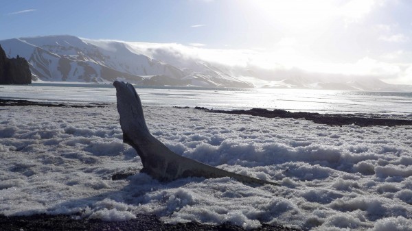 Whale bones left in the ice attest to the role of the Caldera in the past as an active whaling station. (Photo M. Turrin) 