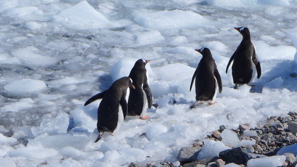 A group of penguins stick together as they make their way across the ice - they slip and fall but pop back up and keep moving. (Photo M. Turrin)