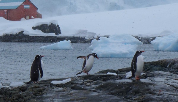 The Gentoo penguin, seemingly unafraid of humans, are increasing in numbers with the warming climate. (Photo M. Turrin) 