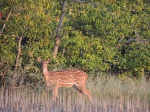 A deer stands among the salt-filtering aerial roots of the mangrove trees in the Sundarban