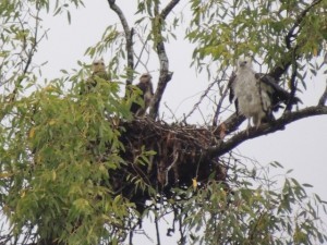 We spotted an eagles nest as we sailed down the channel to Hiron Point.