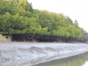 The trim line of the leaves on the trees marks the height to which the deer can reach. Mud flats are exposed at low tide.