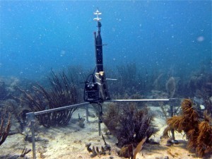 coral instrument