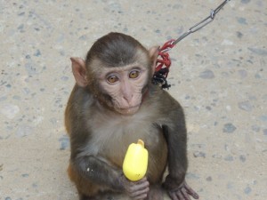 The pet monkey we saw near the cricket stadium.