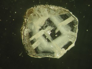 The diamonds most useful to geochemists are the least commercially valuable, containing chemical impurities. This one, from northern Canada, contains inclusions of coesite (a form of quartz) and tiny bubbles of fluid. The rough outer coating probably also contains items of interest. (Courtesy Yaakov Weiss)