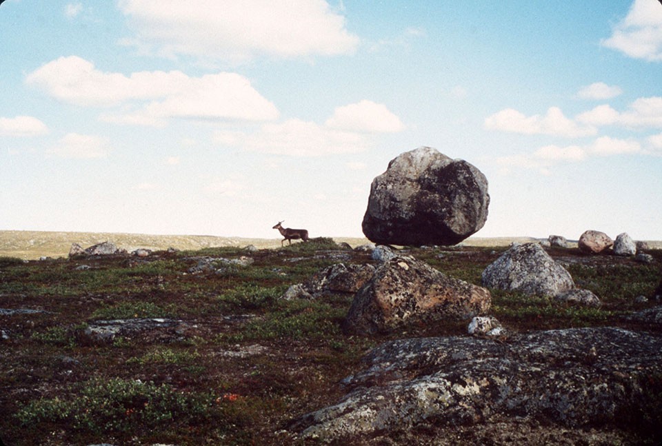 The search led to the unpeopled tundra of Canadaâs Northwest Territories, and the first profitable mines. The caribou stands by a giant boulder dropped by retreating glaciers. Glaciers also left trails of minerals from the deep earth, indicating 12a