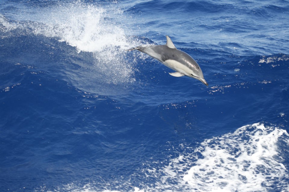 dolphin 960
