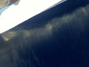 A large population of Trichodesmium, known as a bloom, seen from the side of the R/V L'Atalante.