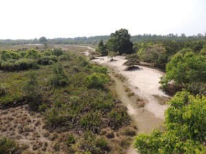 View from the observation tower at Kotka.  The sandy paleo-shoreline separates the meadow on the left from the mangroves on the right