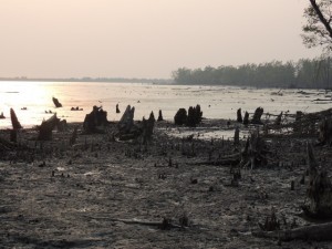 Remains of trees destroyed by Cyclone Sidr along the coast at Kotka