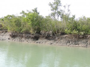 Overhanging rooks and slumps reveal the much larger amount of erosion and land loss in the Indian Sundarban