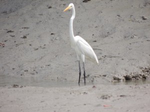 An egret stands tall at the bank of a channel