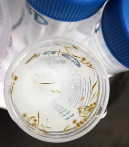 In order to understand how phosphorus moves through the oceans, researchers did shipboard experiments with Trichodesmium, a type of bacteria that forms visible colonies. The test tube is about the diameter of a U.S. quarter. (Carly Buchwald, WHOI)