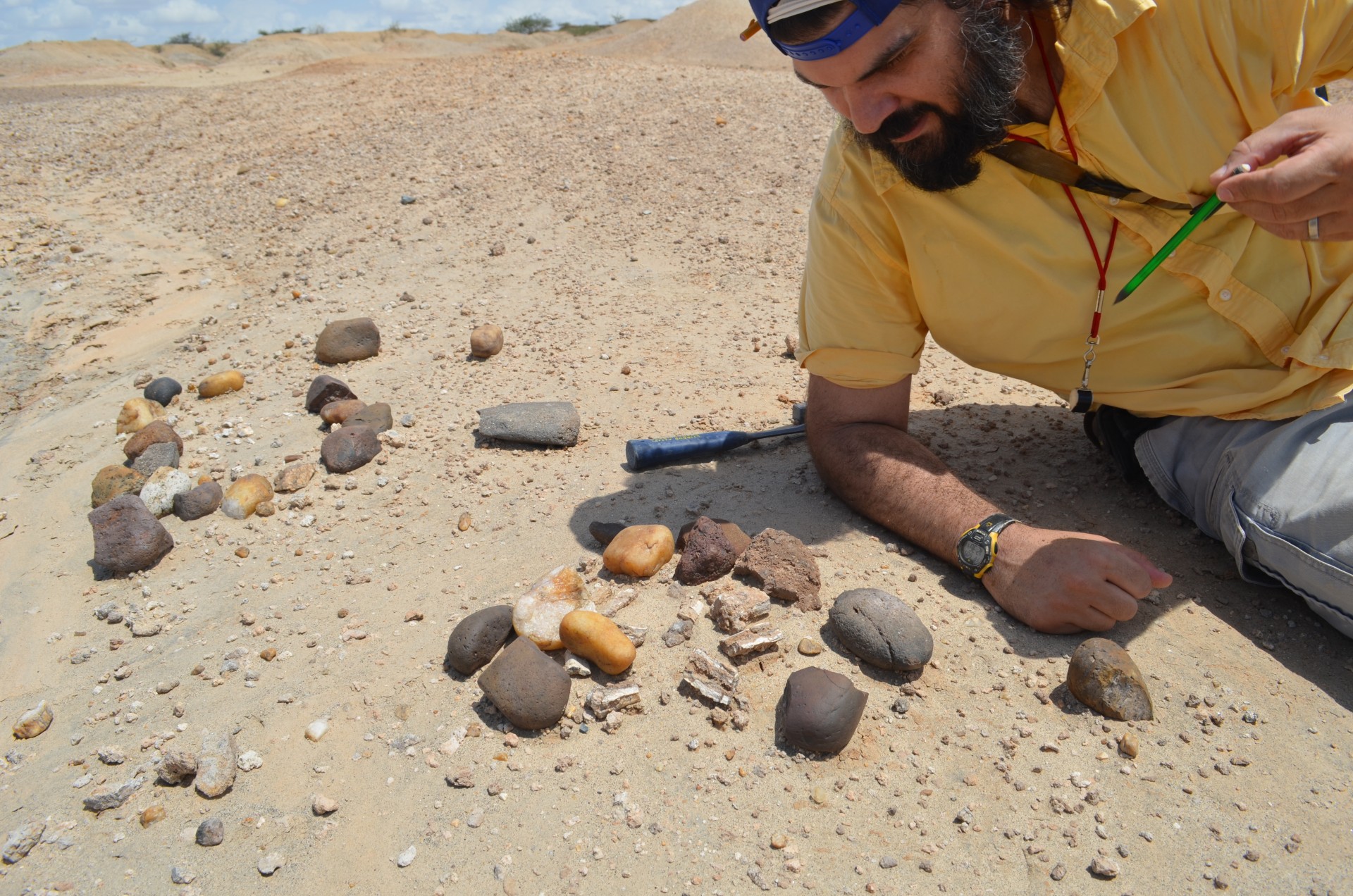 Fossilized mammal bones belonging perhaps to ancestral pigs or antelopes have been left in place after a dig, marked by stones. 