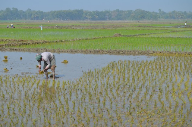 Arsenic in Bangladesh resides in the sediments washed down from the Himalayas by rivers like the Brahmaputra and Ganges over many thousands of years. Water pumped up for irrigation is affecting rice crops. Photo: David Funkhouser