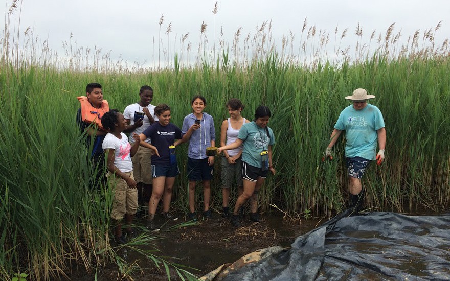 Back at Piermont Marsh, the students make it through the mud to a small test plot with East Harlem teacher Andrew Mittiga. Right to left: Alondra Cruz, Anjelle Martinez, Keylen Lucero, Raquel Penalo, Nick Mapp, Marc Jimenez and Shanon Dempster. SSRFP 2015 Fieldwork