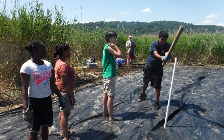 The floor of the marsh is a thick mat of roots. Marc Jimenez pounds in a stake to anchor the covering, with (right to left) Bing Liang, Julissa Nunez and Shanon Dempster. It takes about two years for phragmites to die and native species, such as spar SSRFP 2015 Fieldwork