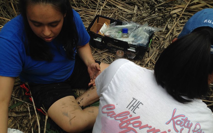 On a flattened section of marsh, Laisa Sevilla samples the soil and plant matter for carbon and methane content. SSRFP 2015 Fieldwork