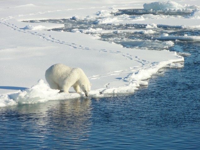 Polar bear taking a moment to drink. (Photo credit Tim Kenna)