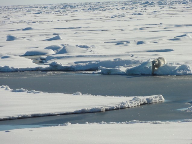 Polar Bear (photo credit Tim Kenna) 