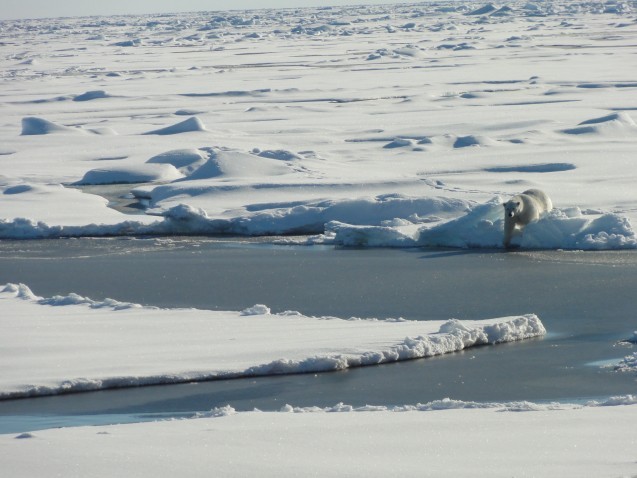 Polar Bear (photo credit Tim Kenna)