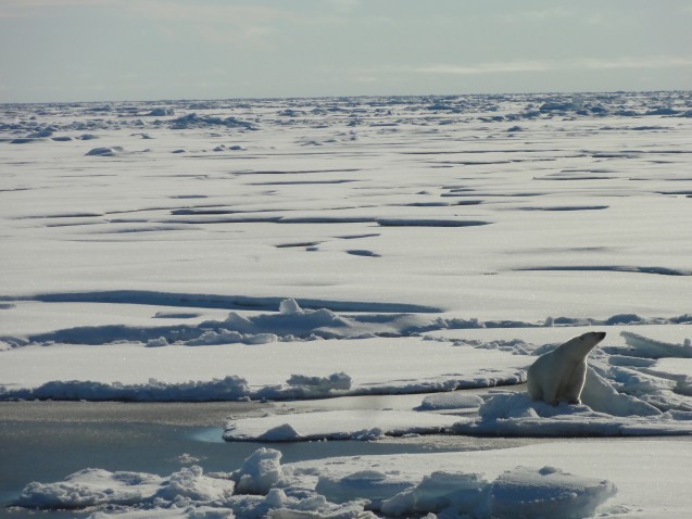 Polar Bear (photo credit Tim Kenna)