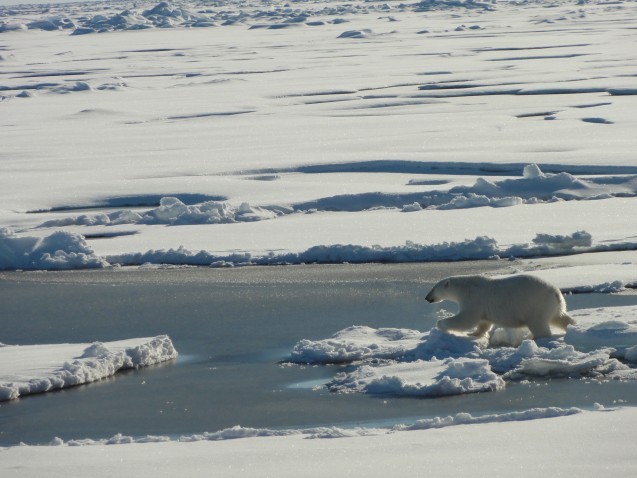 Polar Bear moving easily across the ice. (photo credit Tim Kenna) 
