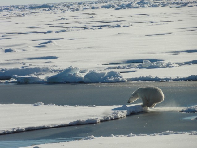 Polar bear