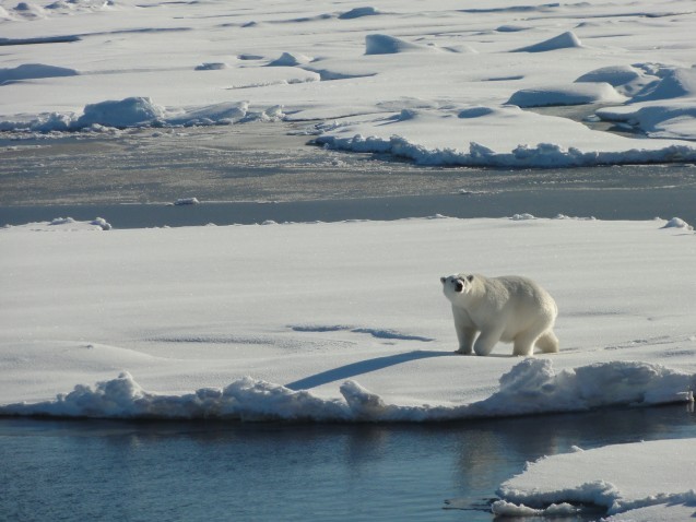 Polar Bear takes measure of the Healy. (Photo credit Tim Kenna)