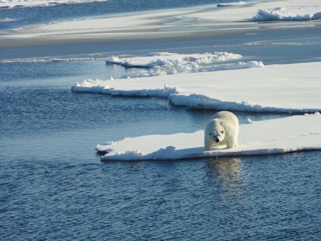 Polar Bear takes a drink. Photo: Tim Kenna