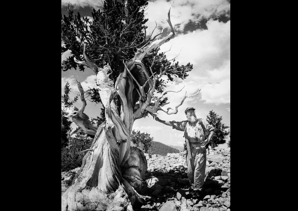 Ed Cook and the Bristlecone Pine