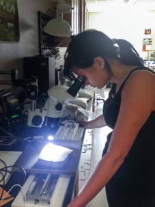 Rose Oelkers, a technician at the Tree-Ring Laboratory, examines a cross-section of archeological wood under a microscope. Photo by Nicole Davi