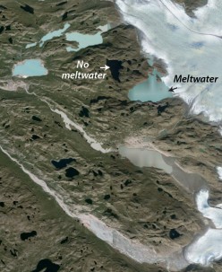  On the western margin of the Greenland Ice Sheet, lakes currently receiving meltwater from the ice sheet appear light blue or gray; lake that do not receive meltwater appear black. Source: Google Earth